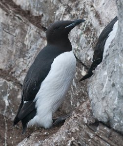 Polarlomvi Hornøya, Vardø-2457