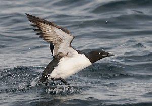 Polarlomvi Isfjorden, Svalbard 5438