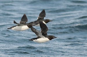 Polarlomvi Isfjorden, Svalbard 5472