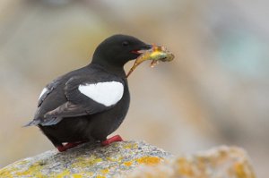 Teist Halten, Frøya - 4379