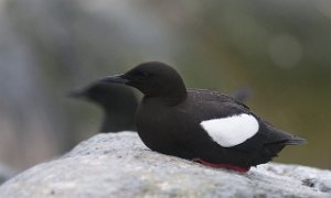 Teiste Hornøya, Vardø-2850