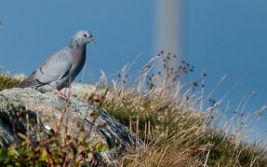 Skogdue Nordvik, Utsira-1394