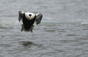 Ærfugl Common Eider Adventdalen, Svalbard 1249