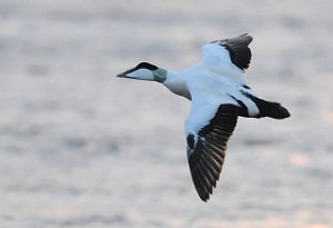 Ærfugl Straumen, Inderøy 4345