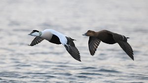 Ærfugl Straumen, Inderøy 4431