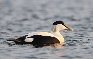 Ærfugl Straumen, Inderøy 4542