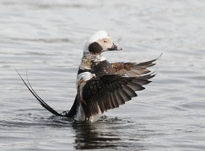 Havelle hann Adventfjorden, Svalbard 4246