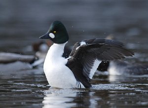 KvinandM Nedre Leirfoss, Trondheim 806