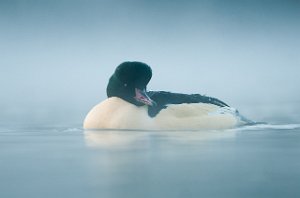 Laksand hann Nedre Leirfoss, Trondheim-6905