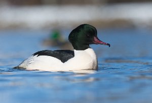 Laksand hann Nedre Leirfoss, Trondheim-7236