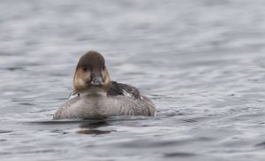 Lappfiskand x Kvinand hunn Øvre Leirfoss, Trondheim- 9508