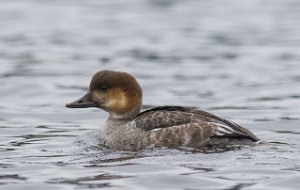 Lappfiskand x Kvinand hunn Øvre Leirfoss, Trondheim- 9530