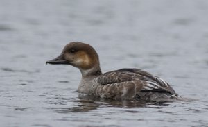 Lappfiskand x Kvinand hunn Øvre Leirfoss, Trondheim- 9615