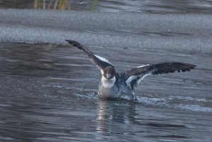 Lappfiskand Nordser-5580