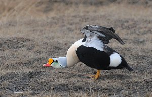 Praktærfugl hann Adventdalen, Svalbard 2147