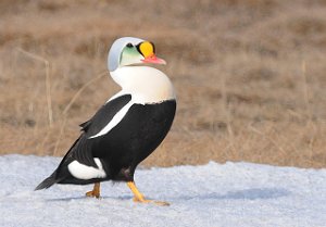 Praktærfugl hann Adventdalen, Svalbard 3500