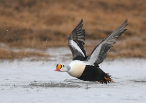 Praktærfugl hann Adventdalen, Svalbard 493