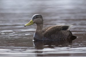 Rødfotand hann Titran, Frøya-6262