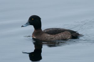 Toppand Tanemsbrua, Klæbu-5784