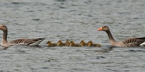 Grågås Hovdalsvatnet, Frosta-9369