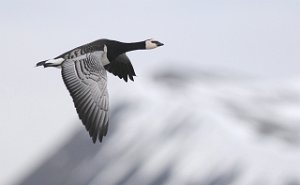 Hvitkinngås Adventdalen, Svalbard 2509