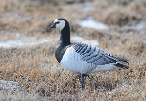 Hvitkinngås Longyearbyen, Svalbard 4117