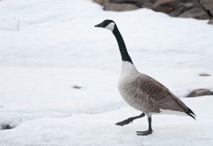 Kanadagås Kallsjön, Jämtland-7907