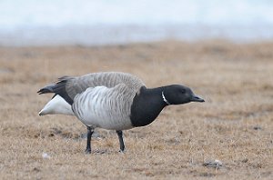 Ringgås Laguna, Svalbard 3230