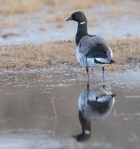 Ringgås Laguna, Svalbard 4326