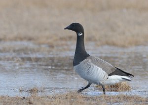 Ringgås Laguna, Svalbard 4341