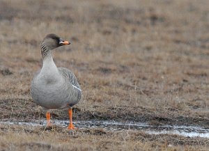 Sædgås Adventdalen, Svalbard 5357