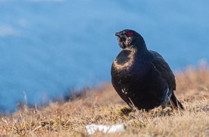 Storfugl x Orrfugl Røros - 9380