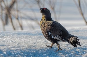 Storfugl x Orrfugl Røros - 9587