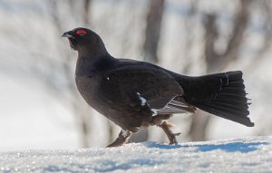 Storfugl x Orrfugl Røros - 9659