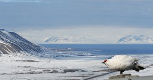 Svalbardrype hann Gruve 7, Svalbard_2071