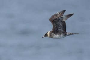 Polarjo Havområdene nord for Halten, Frøya-9546