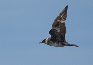 Polarjo Havområdene nord for Halten, Frøya-9561