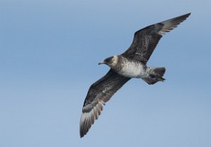 Polarjo Havområdene nord for Halten, Frøya-9588