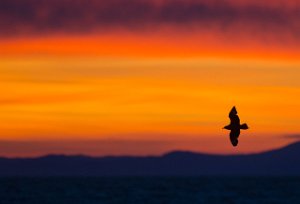 Storjo Havområdene nord for Halten, Frøya-8216