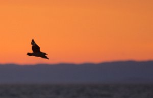 Storjo Havområdene nord for Halten, Frøya-8259