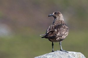 Storjo Runde, Herøy - 7123