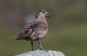 Storjo Runde, Herøy - 7156