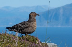 Storjo Runde, Herøy - 8281