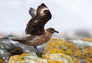 Storjo Verdal havn, Verdal - 7112