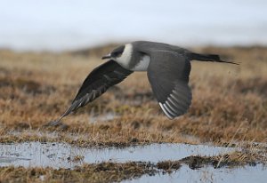 Tyvjo Bjørndalen, Svalbard 413