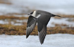 Tyvjo Bjørndalen, Svalbard 414