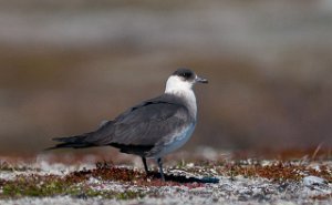 Tyvjo Varanger, Finnmark-4997