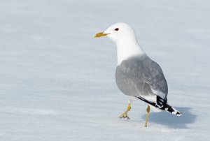 Fiskemåke Røros - 0661