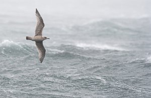 Gråmåke Sula, Frøya - 7059