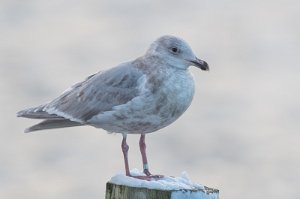 Gråvingemåke Verdal havn, Verdal - 6861